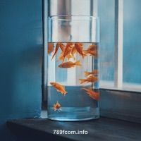 Ảnh đại diện người dùng Hoàng Anh